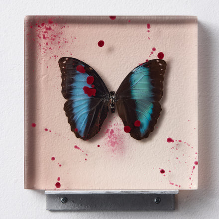 Morphidae Slab