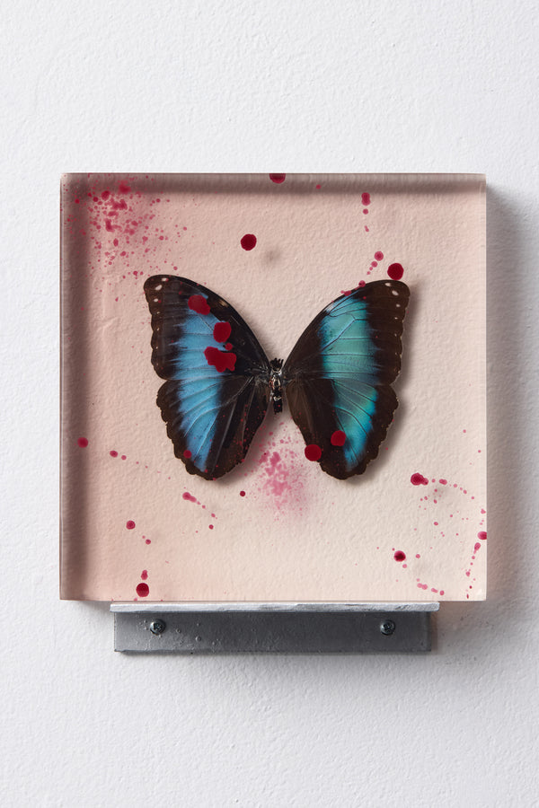 Morphidae Slab