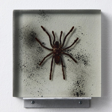 Tarantula Slab