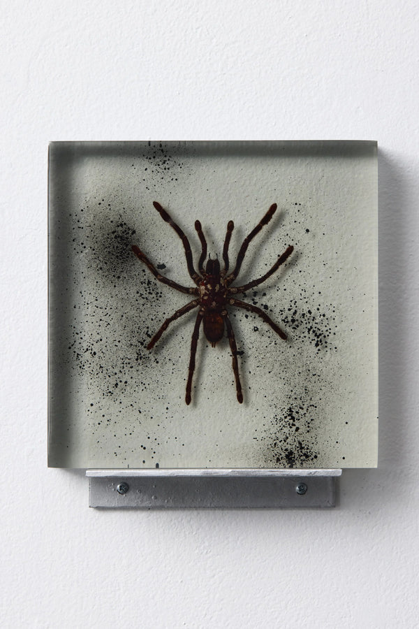 Tarantula Slab